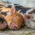 Sprečen transport svinja potencijalno zaraženih afričkom kugom