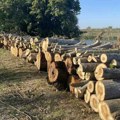 Aktivisti kampanje „Da vratimo život u Zrenjanin“ osudili seču stabala u Mihajlovu
