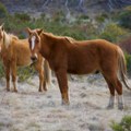 Dveri: Divlji konji i stoka na visoravni Rakoš ponovo bez vode