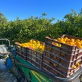 Opasni pesticid već treći put otkriven u neretvanskim mandarinama