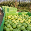 Rusija najviše jabuka uvezla iz Srbije