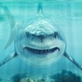 Blizu popularne plaže primećena džinovska ajkula Kupači nisu ni slutili da predator težak 800 kilograma vreba tik pored njih…