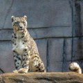 FOTO, VIDEO: Leopard pobegao iz zoološkog vrta i otišao u hotel
