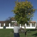 U srcu Srbije kao na Mediteranu: U selu kod Loznice limun rodio više nego bilo koja trešnja! Dvorište porodice Aleksić tropski…