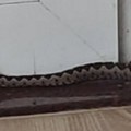 Zmija otrovnica šeta gradom! Poskok ušao u lokal, pa izašao i nastavio dalje... Poziv građanima Loznice na oprez