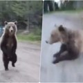 Zastrašujuća scena! Medved napao ženu dok je šetala psa! Zver od 300 kg trčala oko planinarke, propela se na zadnje noge, a…