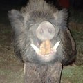 Grdosija od skoro 300 kilograma: Kod jagodine ulovljen jedan od najvećih veprova u Srbiji FOTO