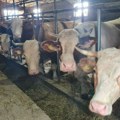 Strizovići iz Brđana imaju 22 krave: Radi se od jutra do mraka, ali nema odustajanja