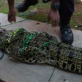 Objavljen snimak aligatora ljudoždera: Zver ubila Sabrinu i nosila je u čeljustima, prolaznik video horor