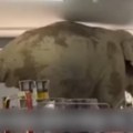 Neobična pljačka na tajlandu Ogromni slon ušetao u prodavnicu, pojeo grickalice i otišao kao gospodin (Video)