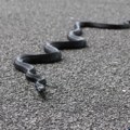 JKP Šumadija Kragujevac: Ukoliko primetite zmiju obavestite Komunalnu policiju