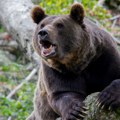 Lovci upozoravaju: "Ne trčite, meda je brži...": Medvedi se pojavili na ulicama Debra