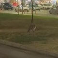 Lisica se prošetala do tržnog centra: Nesvakidašnji prizor u Novom Sadu (video)