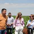 Nestlé Srbija nastavlja putem regenerativne poljoprivrede: Podrška i za lokalne proizvođače suncokreta