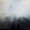 Požar u Hrvatskoj: Vatra zahvatila borovu šumu kod Ploča, gase je dva kanadera