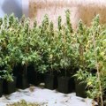 Ćuprija: Otkrivena ilegalna laboratorija za proizvodnju marihuane