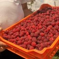 Kakve nas otkupne cene maline čekaju? Stručnjak najavio dobre vesti, voćari već zadovoljno trljaju ruke
