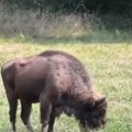 (Video) Bizon pobegao iz rezervata na Fruškoj gori: Radnici pokušavaju da ga uhvate, mame ga hranom