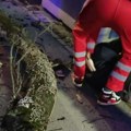 Ogromno stablo palo na čoveka: Užas u Subotici, nepomično ležao na trotoaru, prolaznici odmah pritrčali u pomoć