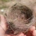 VIDEO: U Ukrajini ptice prave gnezda od optičkih vlakana