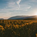 Alarm za vinogradare: Bolest za koju nema leka stigla i do poslednjeg netaknutog vinskog regiona