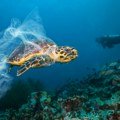 Turistkinja koju je napala morska kornjača: Nisam znala šta me je snašlo