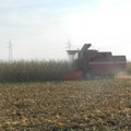 Na prinose kukuruza uticale vremenske neprilike, ratari nezadovoljni cenom
