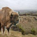 Uginuo bizon Đuka sa fruške gore: Opstanak stada doveden u pitanje, oglasio se veterinar