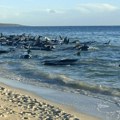Više od 100 kitova se nasukalo u Australiji, verovatno im sledi eutanazija