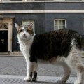 Premijeri se menjaju, ali mačak Lari ostaje: Neobična priča o gospodaru miševa iz Dauning strita broj 10