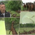 Traženi kao lek: Dobrići sir prave od mleka koza uzgojenih na pašnjacima Cera – Potražnja veća od ponude!