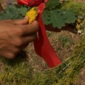 Zašto se Ivanjdan i devojačkim praznikom zove