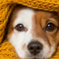 Kako da vaš ljubimac ojača imunitet tokom hladnih dana? Veterinar otkriva savršen trik