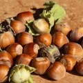 Kompanija Ferrero jedan od najuspešnijih primera direktnih stranih investicija u Srbiji
