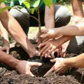 Фондација 1 од 100 и Зеленило Београд посадили 50 стабала у Земуну и апеловали на грађане