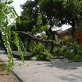 Ogromna grana srušila se nasred ulice: Za dlaku izbegnuta tragedija u Kikindi, meštani u šoku: "Ne smem ni da pomislim šta je…
