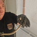 (Video) Vladica izvukao zmiju otrovnicu iz porodične kuće! Uzeo je u ruke, vlasnici preplašeni stajali na vratima…