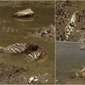 Dunav otkrio tajnu staru hiljadama godina! Zbog rekordno niskog vodostaja izronile kosti mamuta, prizor šokirao meštane…