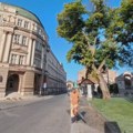 JKP Mediana: Uređenje zelenila i javnih površina