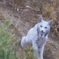 Neverovatan prizor - prvi put snimljena životinja koju svet do sada nije video: "Duh šume" koji je do juče bio samo mit