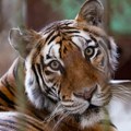 Tigar koji je usmrtio čoveka u Britaniji neće biti eutanaziran