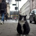 Ulični mačak Gaček postao najveća turistička atrakcija poljskog gradića, ali ga popularnost umalo koštala života