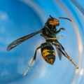 Pad proizvodnje meda - za sve je kriv azijski stršljen koji ubija pčele u Evropi