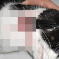 Manijak pali mačke kod Niša, dve uginule (uznemirujuće): Nudi se 1.000 € za bilo kakve informacije o njemu