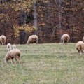 Raspisani konkursi za podsticaje u poljoprivredi opštine Čajetina