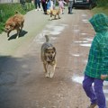 "Ujeo me za nogu, iskidao celu nogavicu, jedva sam ga skinuo sa sebe": Građani Mladenovca u panici zbog pasa u okolini škole…
