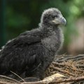 VIDEO: Mladunče beloglavog orla u ruskom zoološkom vrtu dobilo ime po Trampu