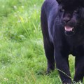 Crni panter ponovo viđen u blizini Srbije Lovac srećom ostao priseban kada ga je zver presrela ima li opasnosti za ljude