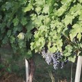 Berba grožđa u srpskoj Toskani u punom jeku: Iz vinograda Karađorđevića ove godine očekuje se do 25.000 litara najboljeg vina…