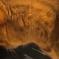 Kad mački proradi mozak: Svaki njen pokret ostavlja ljude bez daha – ovako nešto niste videli! (video)